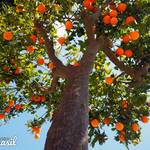 Naranjas masil tradición agricultura