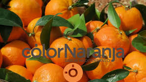 cítricos Inmoagro color naranja