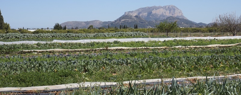 tienda online huertos ecológicos hortalizas CAE Benidoleig Xalò