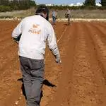 Naranjas masil tradición agricultura