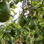 Alitropics cultivo aguacate mango